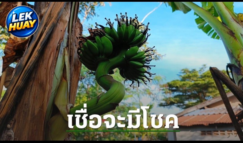 เลขเด็ดงวดนี้! ชาวบ้านแห่ดูต้นกล้วยประหลาด เห็นเลขชัด 3 ตัว งวด 2 พฤษภาคม 2569 คอหวยไม่พลาด