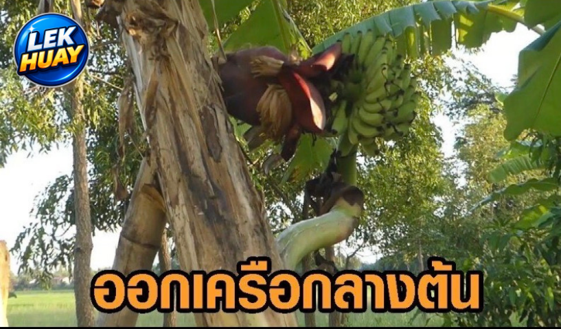 เลขเด็ดงวดนี้! ชาวบ้านแห่ดูต้นกล้วยประหลาด เห็นเลขชัด 3 ตัว งวด 2 พฤษภาคม 2569 คอหวยไม่พลาด