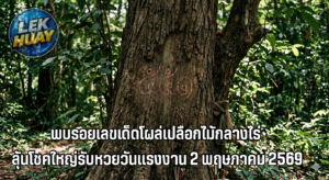 ฮือฮา! พบรอยเลขเด็ดโผล่เปลือกไม้กลางไร่ ชาวบ้านแห่ส่อง “551-51” ลุ้นโชคใหญ่รับหวยวันแรงงาน 2 พฤษภาคม 2569